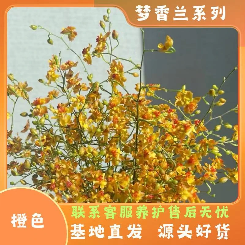 【橙色】大花苞有香味梦香兰庭院阳台室内开花植物