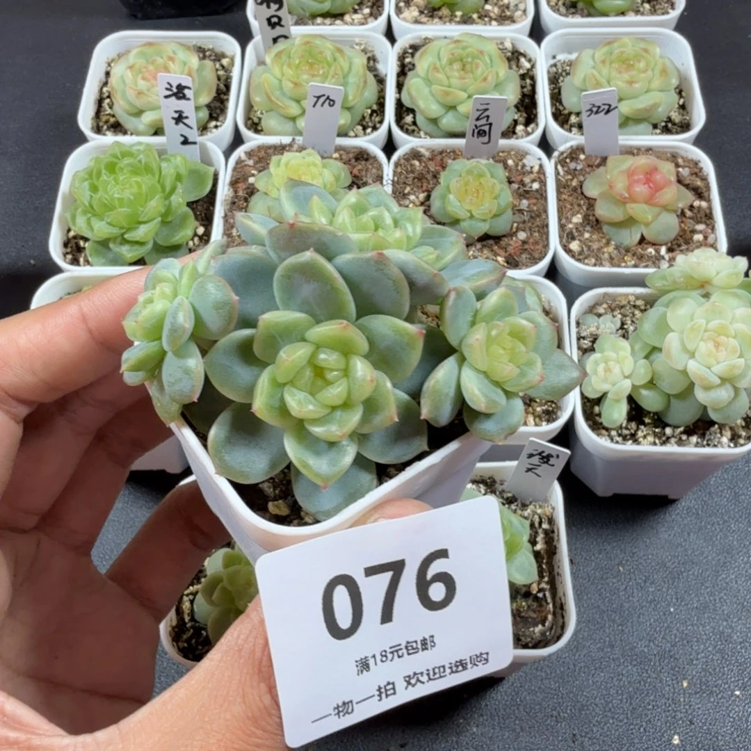 幕***幕甜心四头一物一拍076