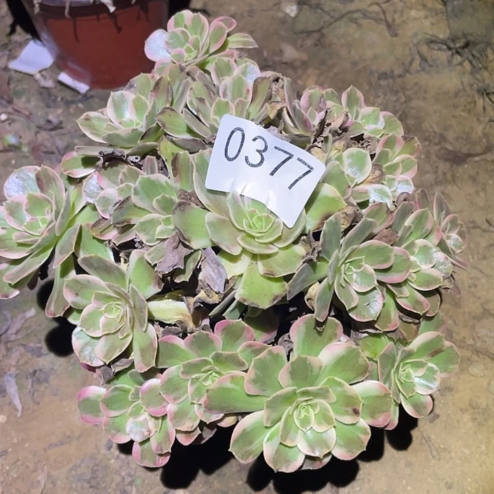 多肉植物不包断枝377安娜