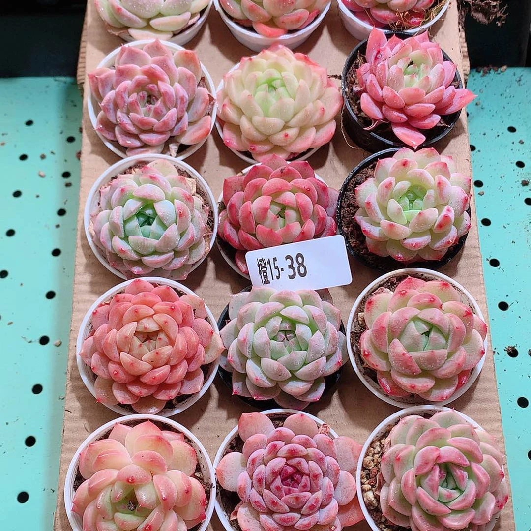 15-38一物一拍带盆18颗