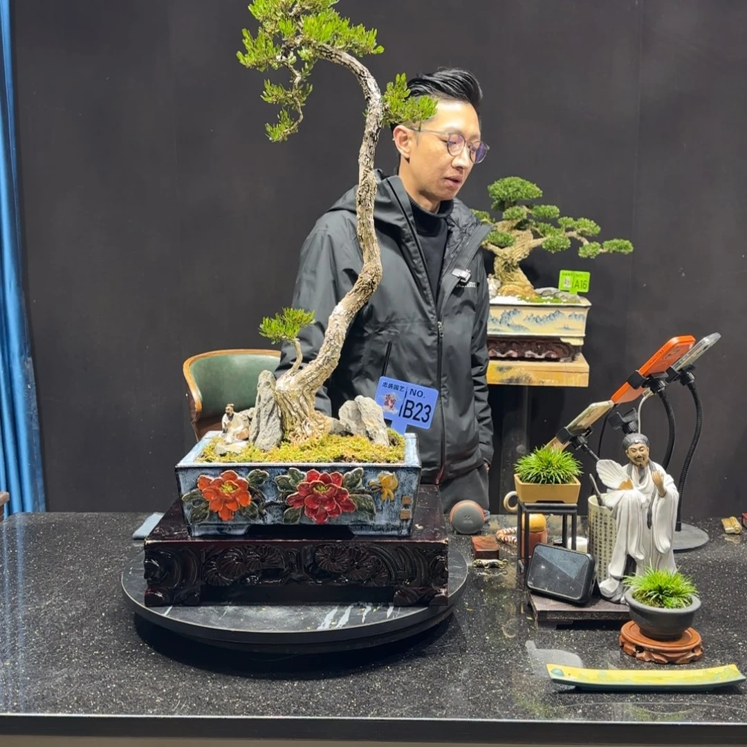 以实际为准黄杨室内室外盆景艺术