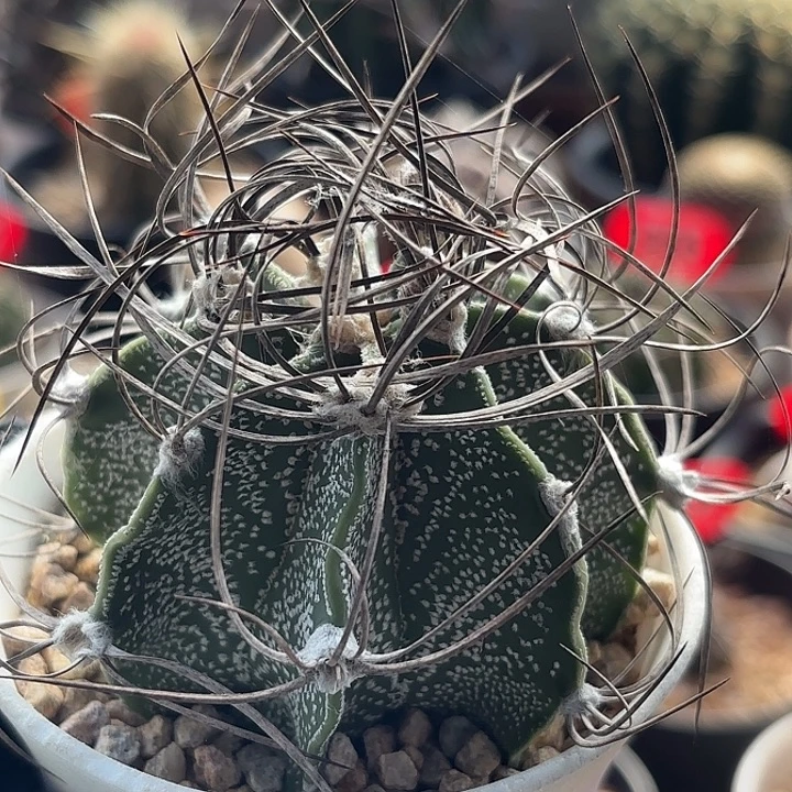 仙人球实生黑刺瑞凤玉