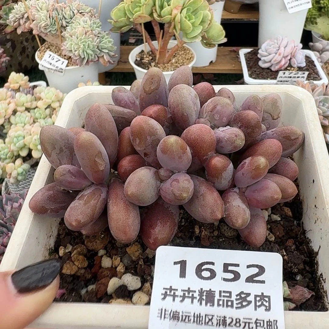 1652一物一拍（满28包邮）