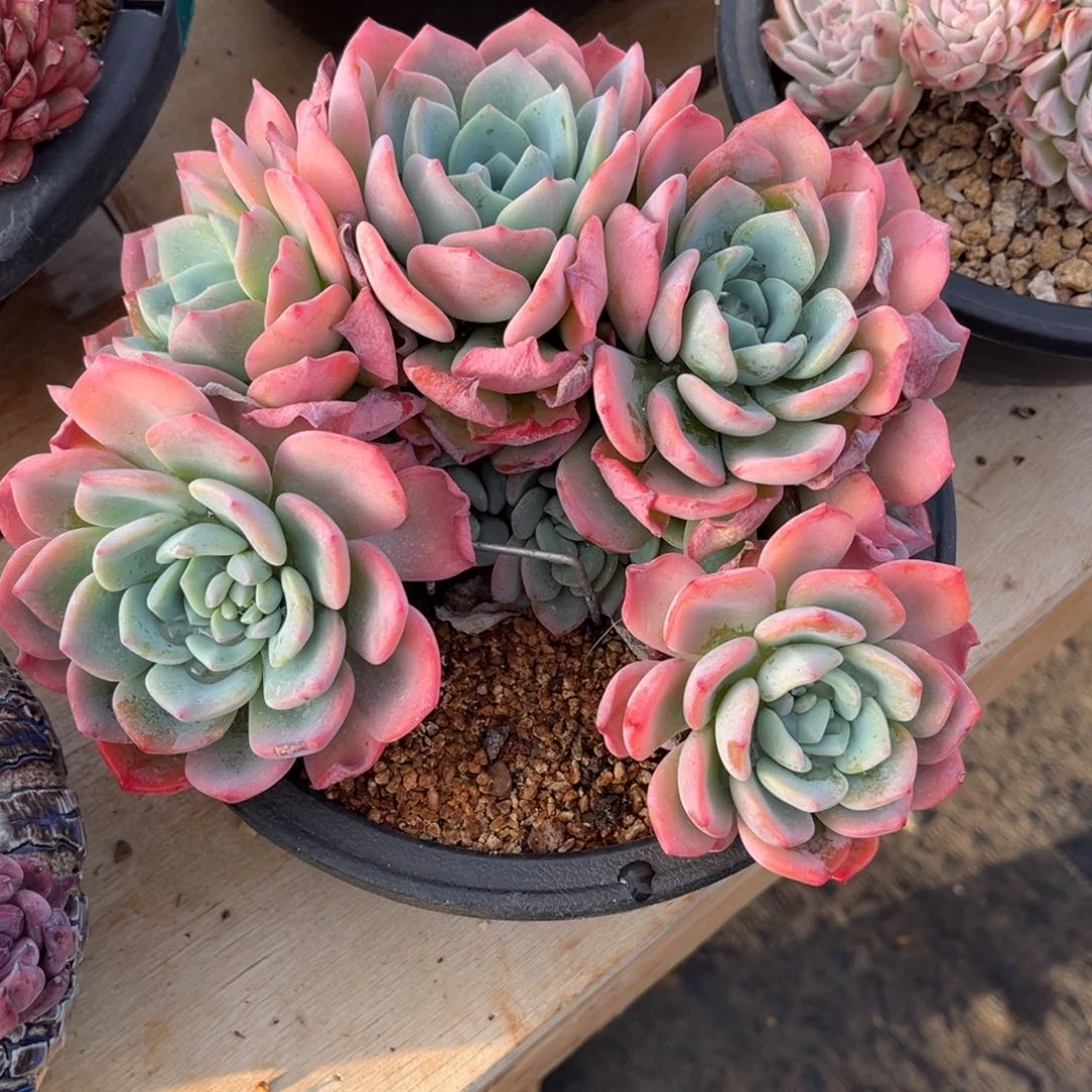 多肉植物多肉植物