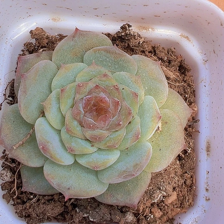甜心带盆19包邮多肉