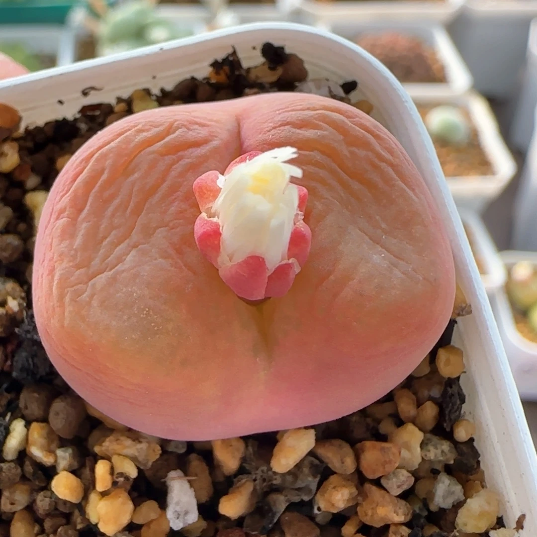 7000 大白多肉植物园