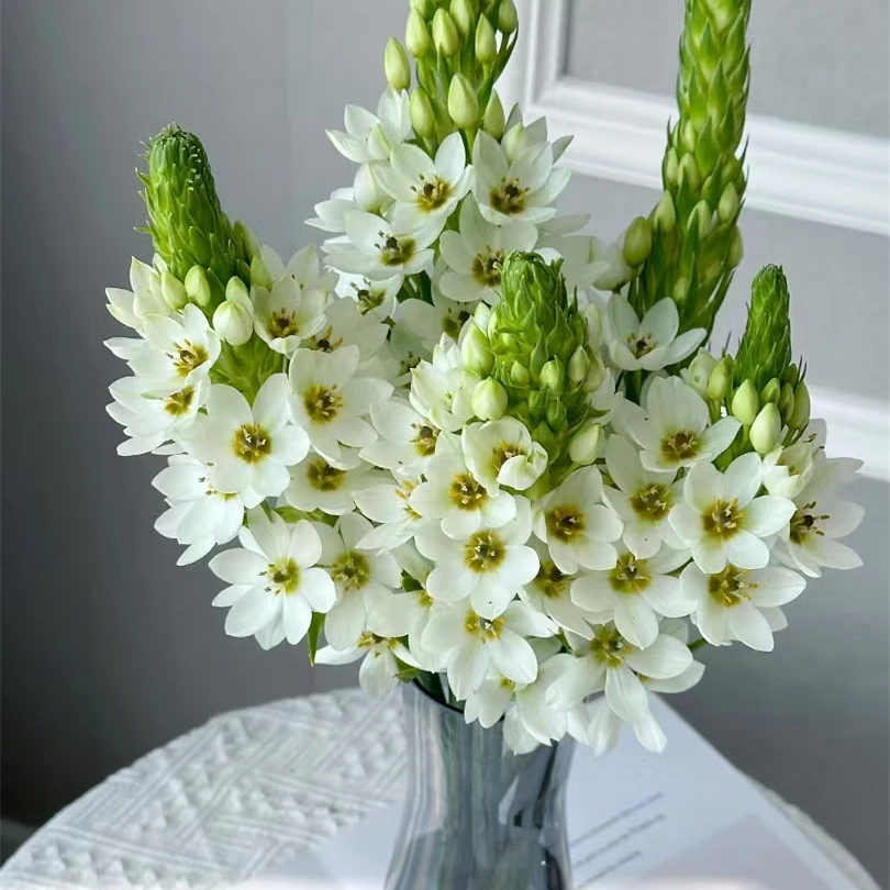 圣心百合花期长持久绽放