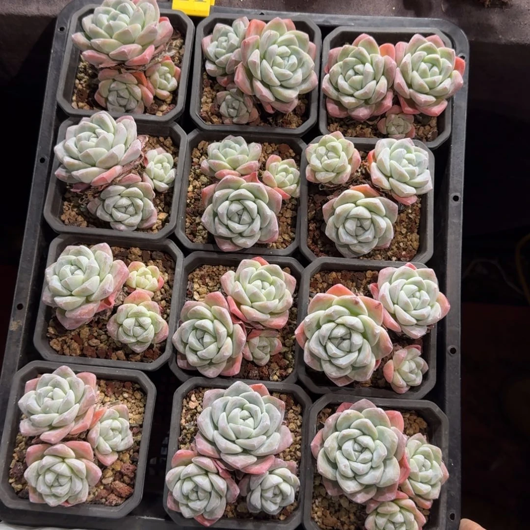 冰玉一筐脱土发11号