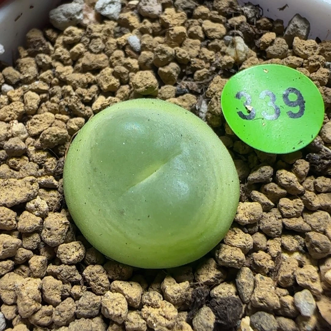 拉登1.7+多肉植物339