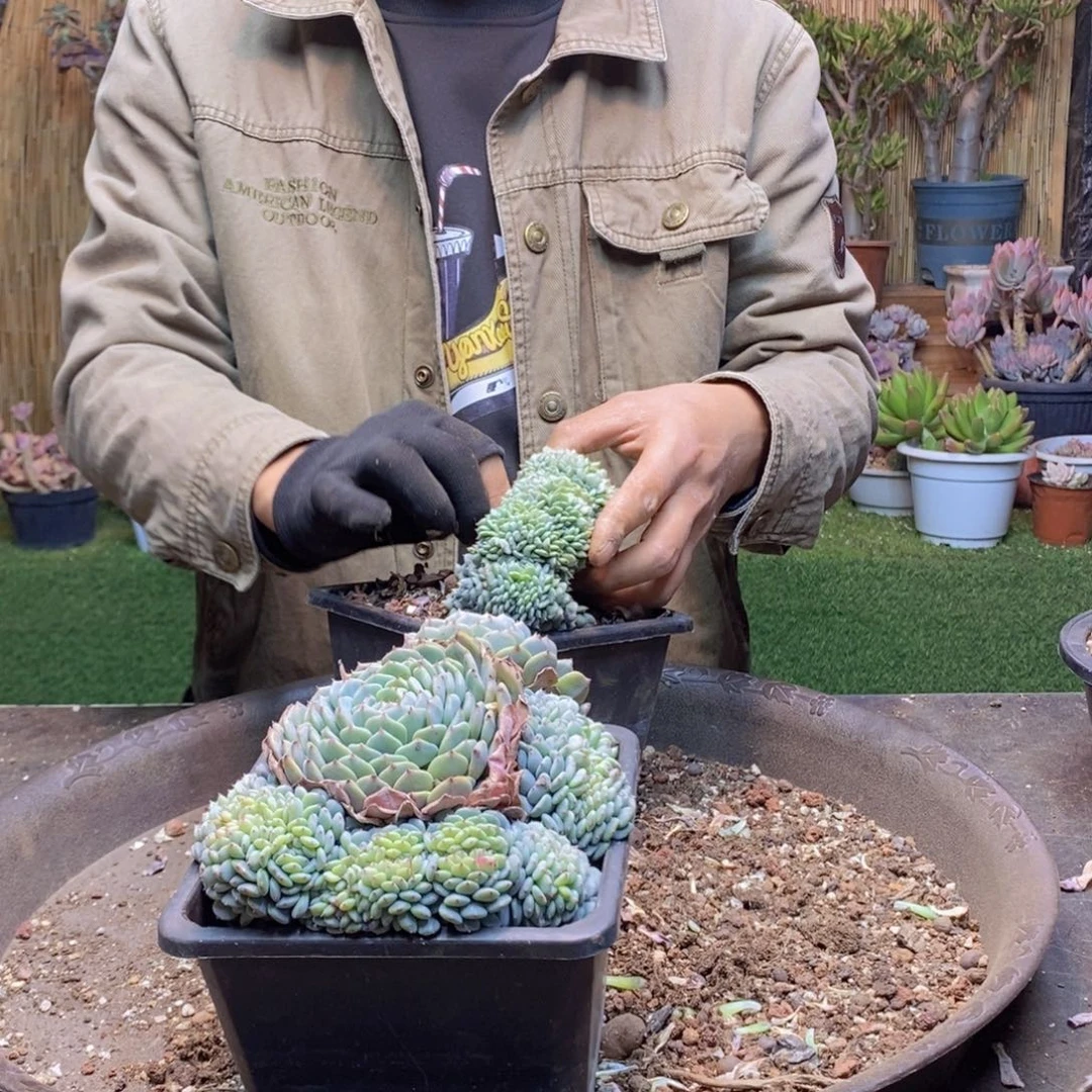 波**哥A142号白胖子缀多肉