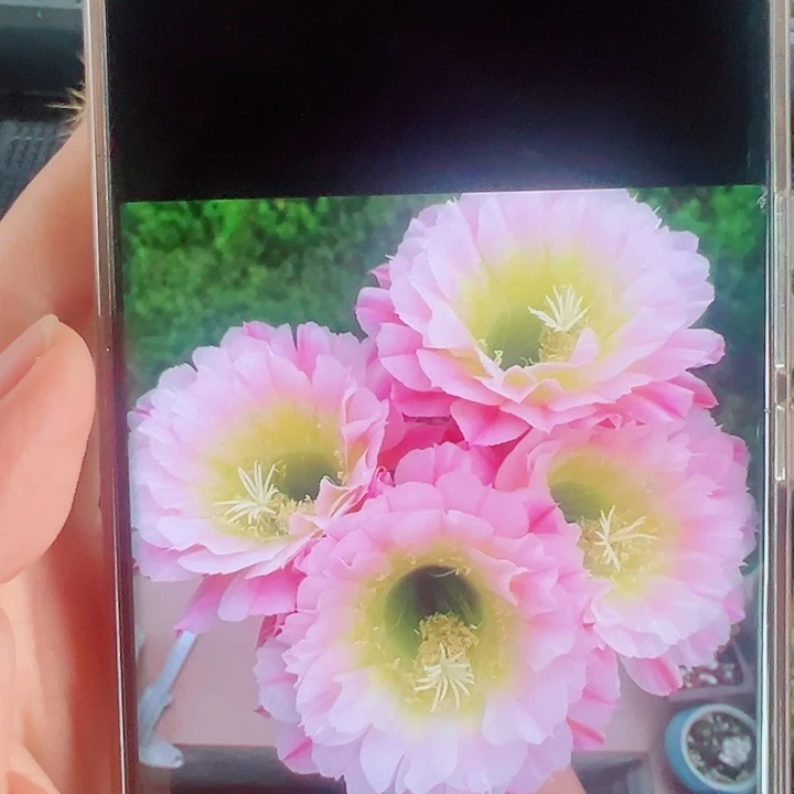 毛花柱倾城侧芽拍一发二