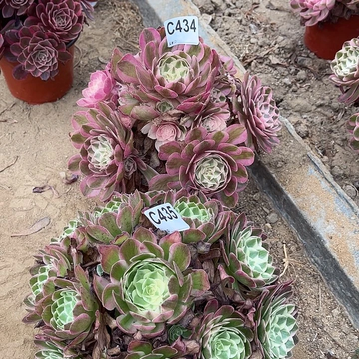 多肉植物荔枝海王