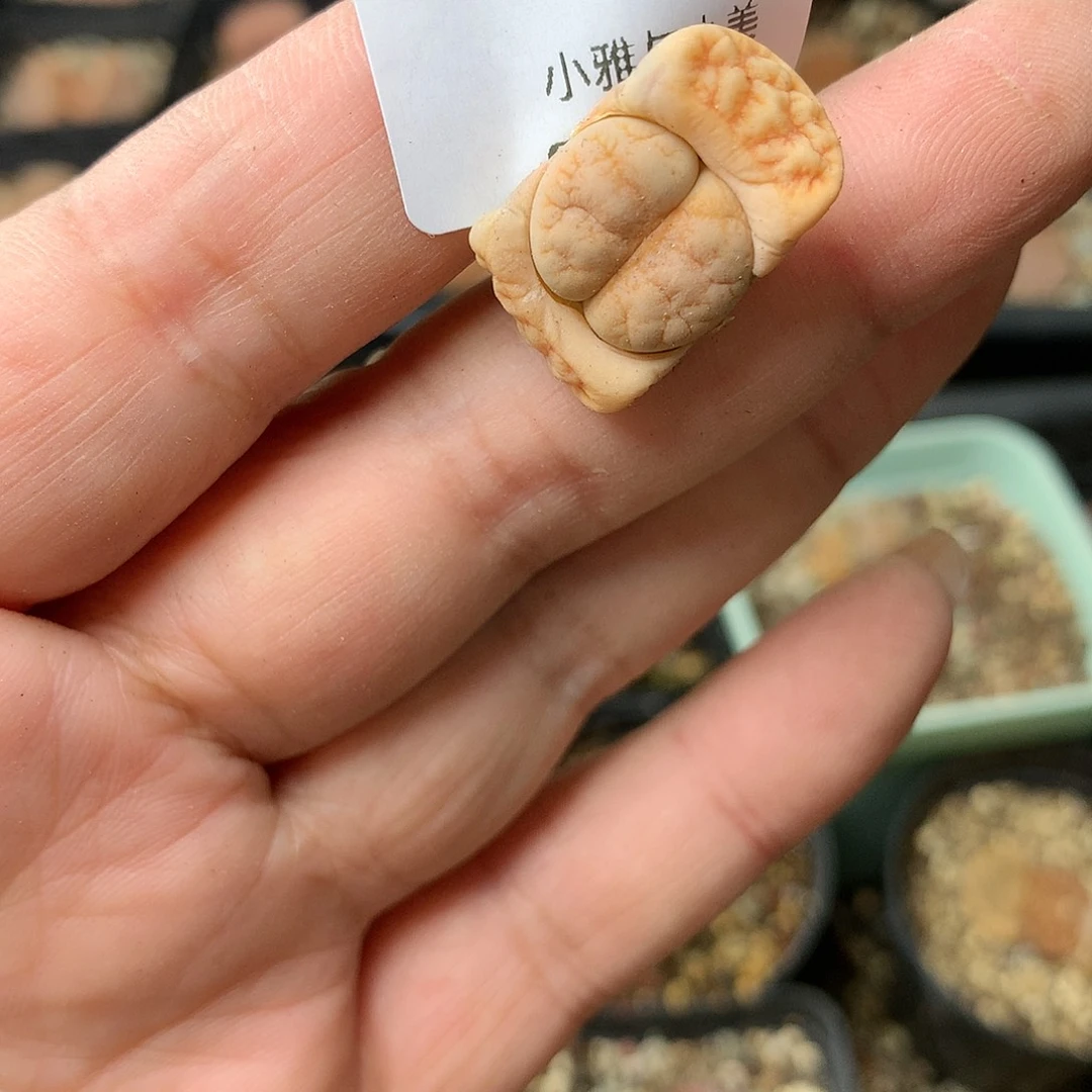 G216多肉植物保护研究所