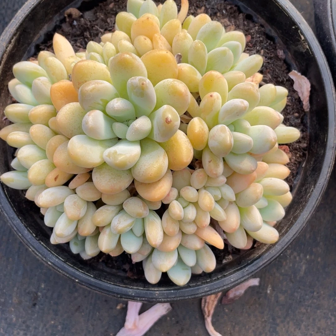 星****?香芋群生无砍无摘152