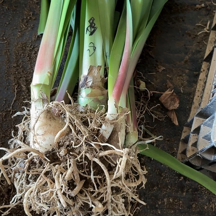 单瓣28号无花色全剪