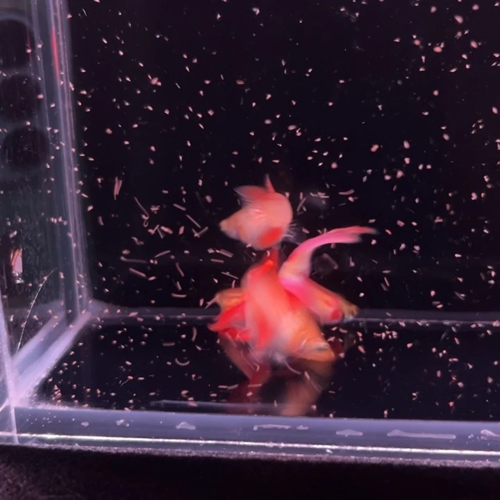 孔雀鱼红尾双剑2对