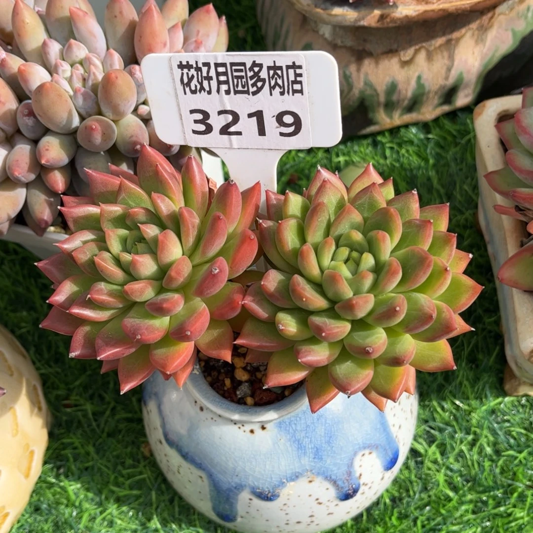 不***调多肉植物3219带盆
