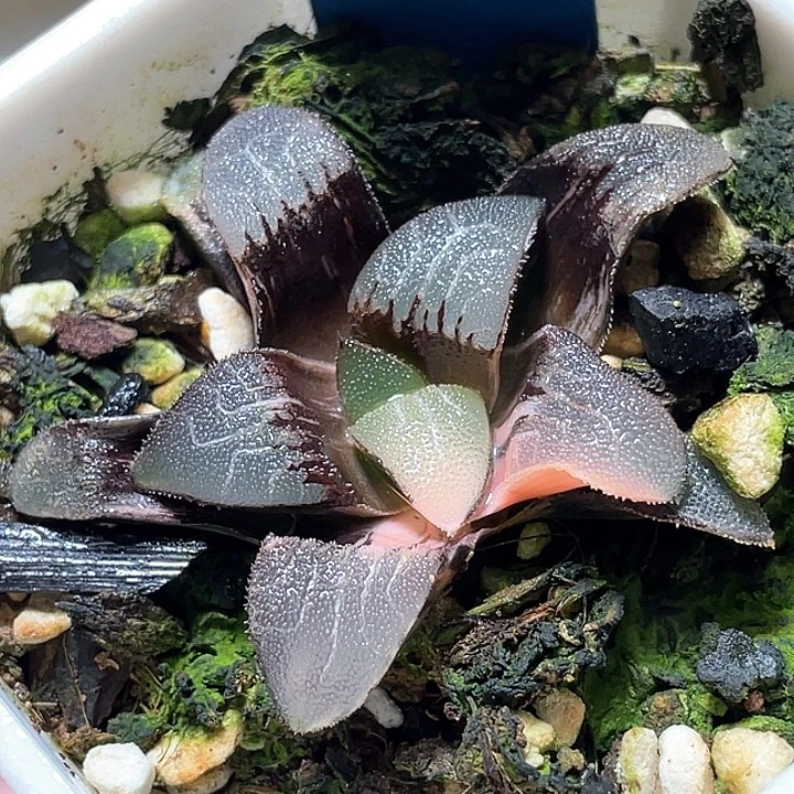 515无欲则刚克锦特选福利