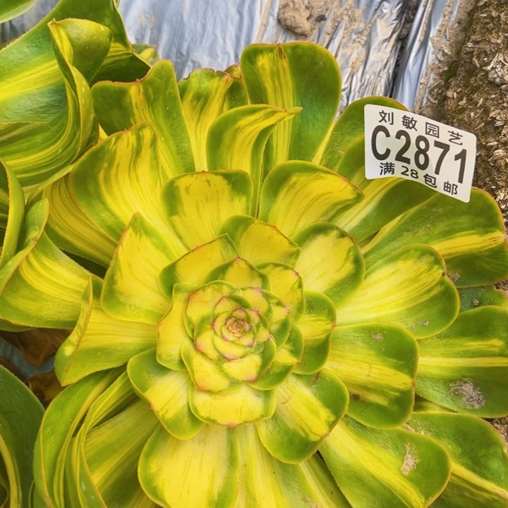 2871暴君多肉植物法师2871