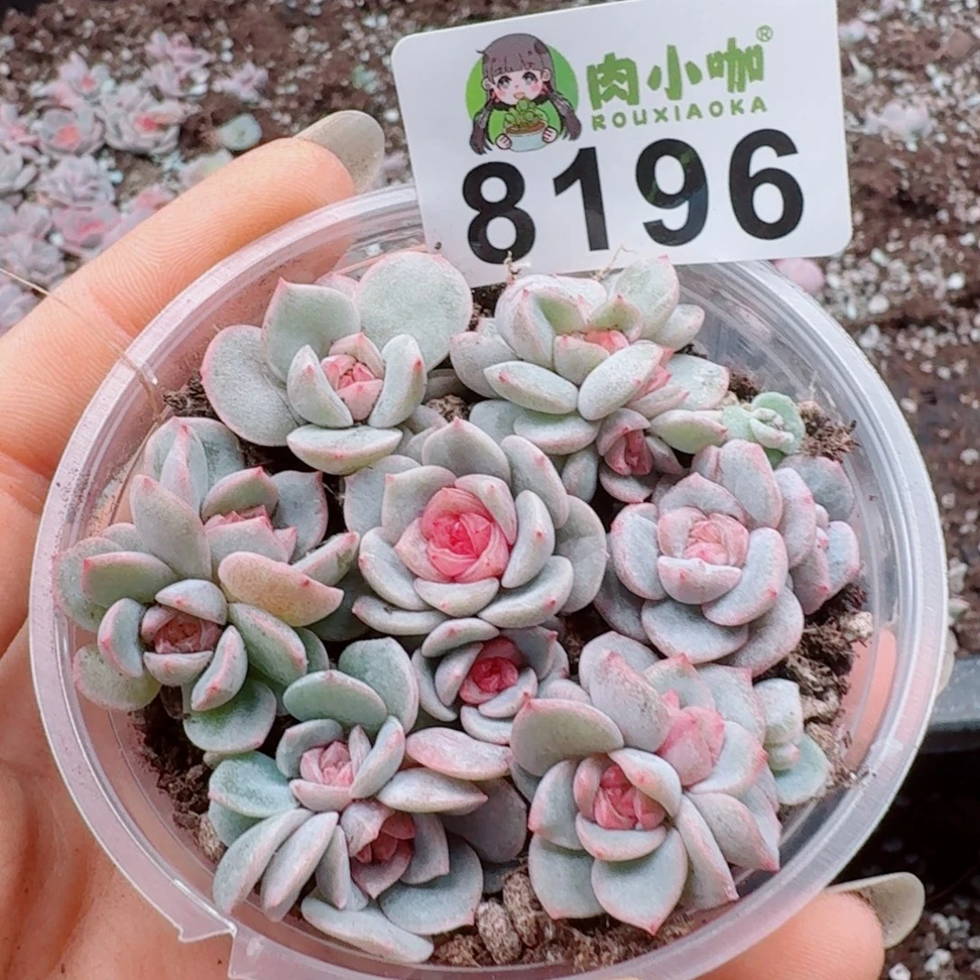 多肉植物多肉植物