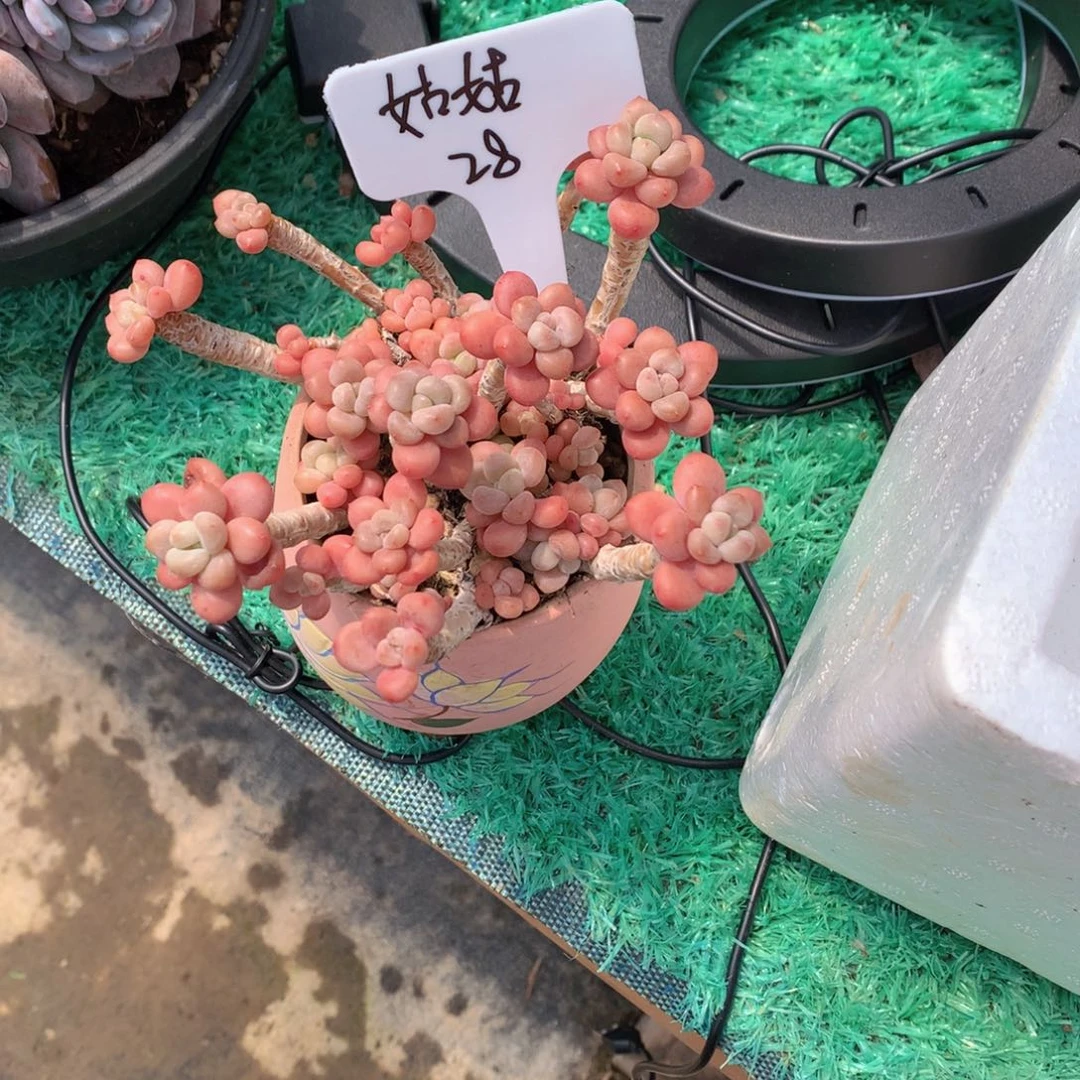 M***姑友家多肉一物一拍
