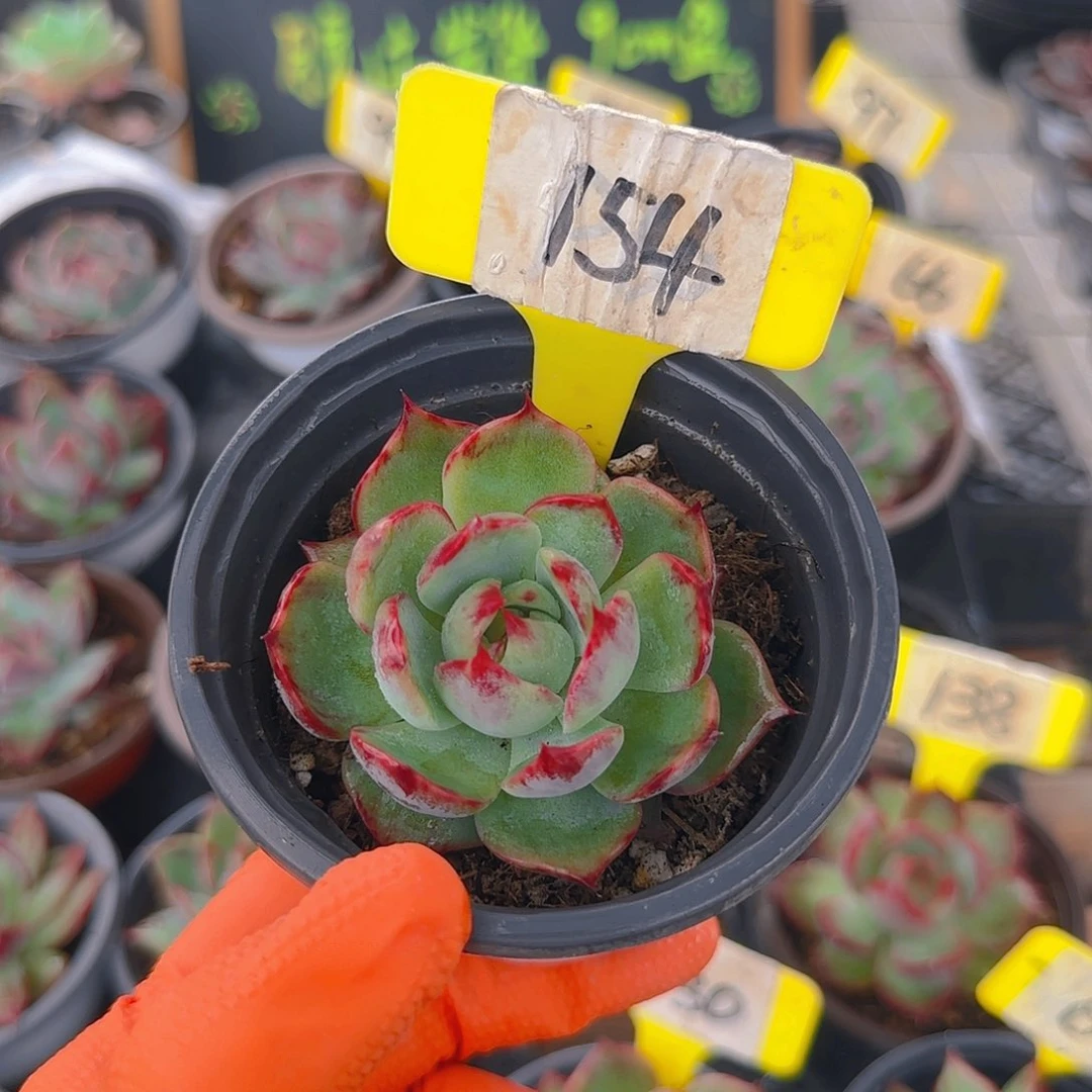 挽*154 惊鸿单头多肉