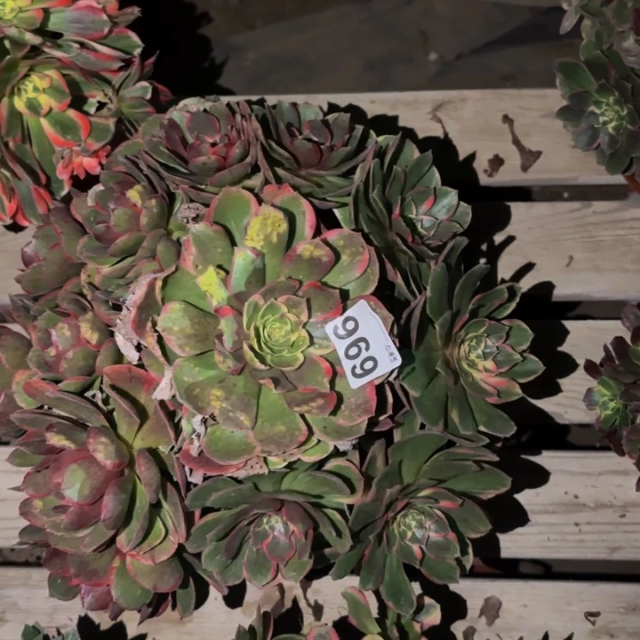 696孔雀翎多肉植物