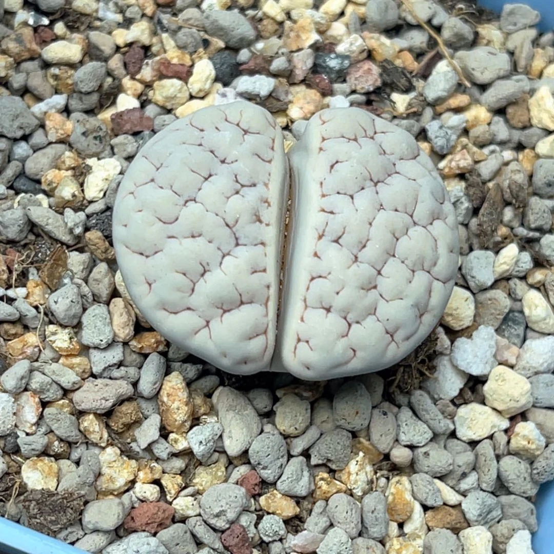 5223蜜纹凹凸189一颗