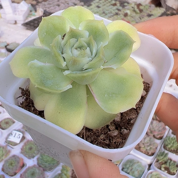 虾饺19包邮多肉植物
