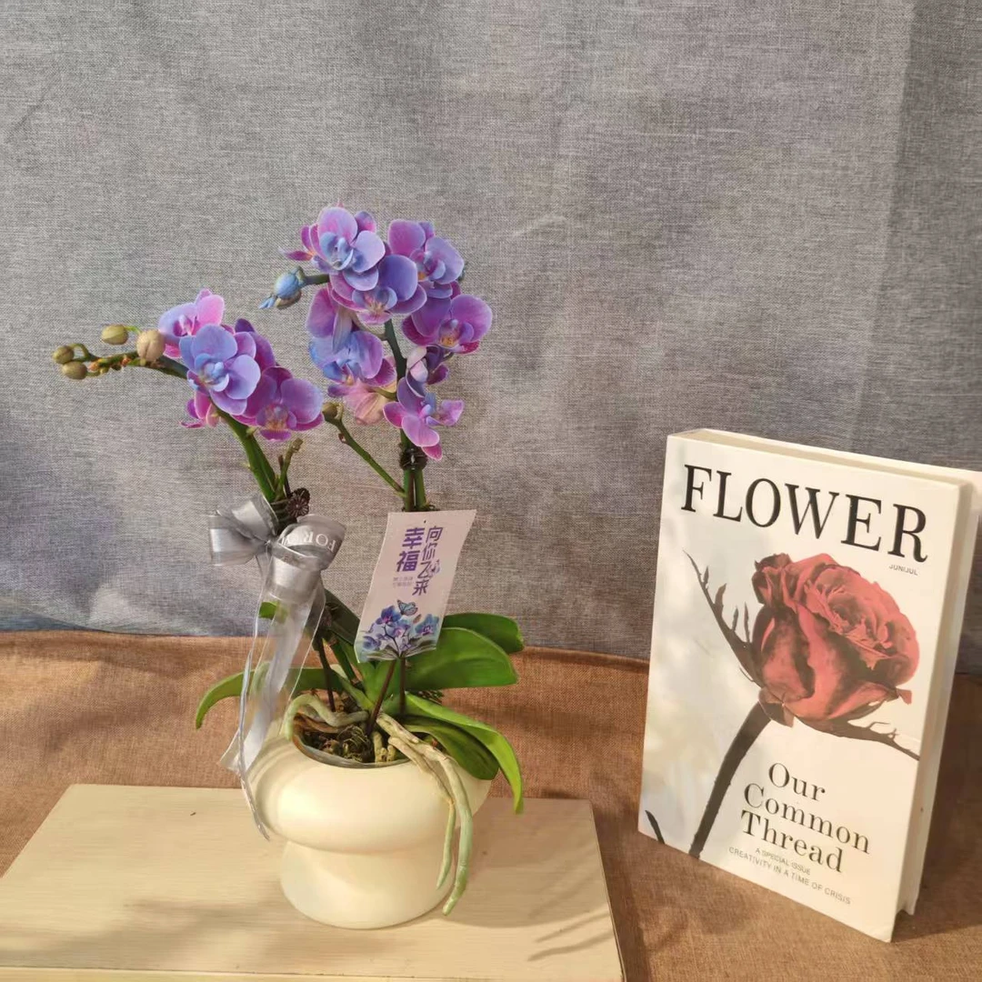 【梦幻小蓝】马卡龙色系蝴蝶兰室内花卉-喷染