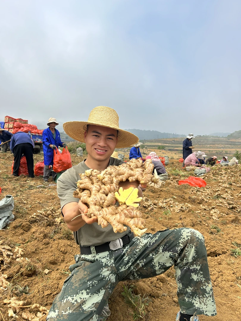 【1年小黄姜】5斤云南高山小黄姜辛辣鲜香不泡药无熏硫