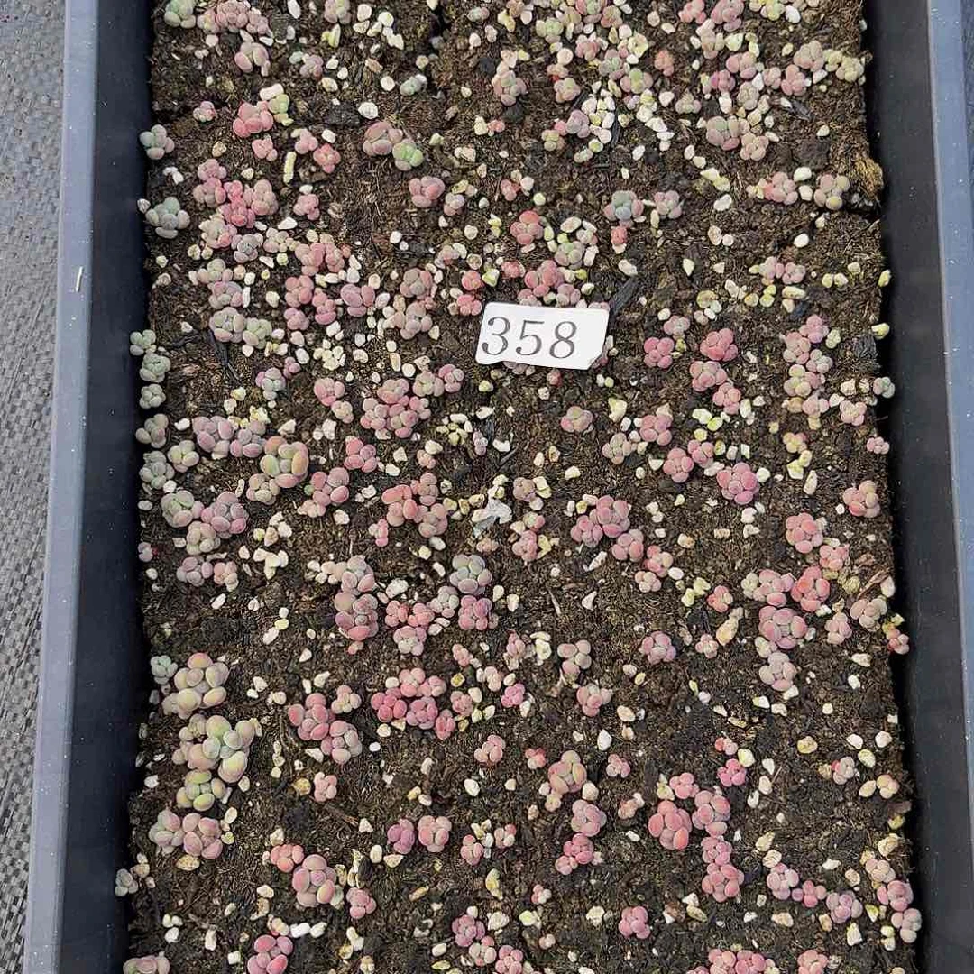 木*～多肉植物多肉植物358
