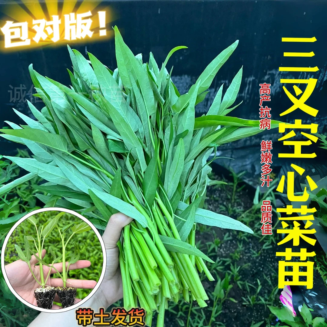 三叉空心菜苗空心菜秧苗带根大叶空心菜秧苗带土小叶空心菜带根苗