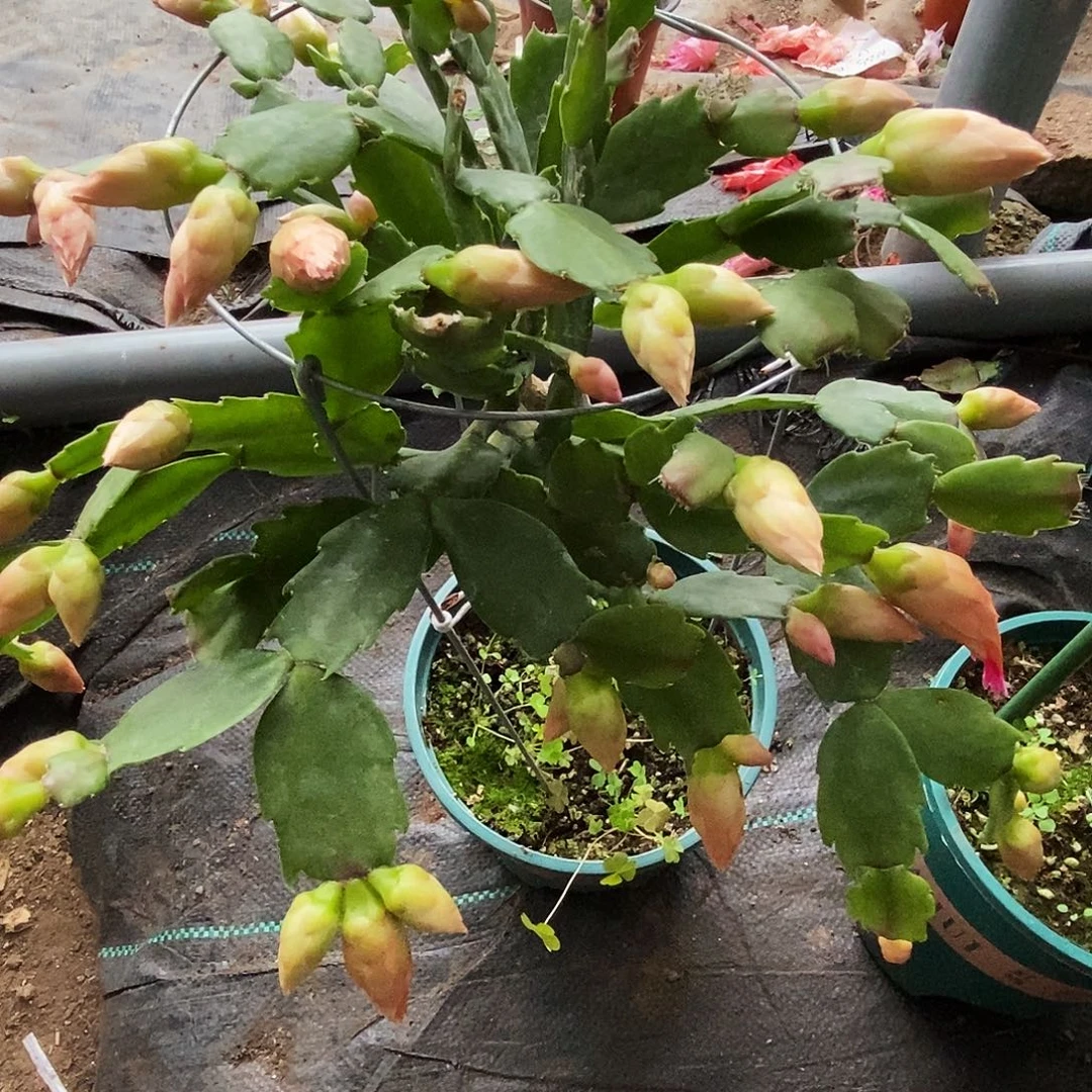 静***心完全开放叶仙嫁接一物一拍