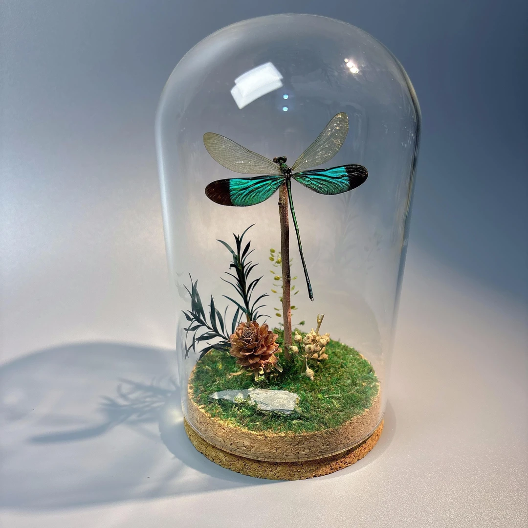 华艳色蟌真蜻蜓标本水晶球微景观小众ins摆件创意精美高颜值礼物