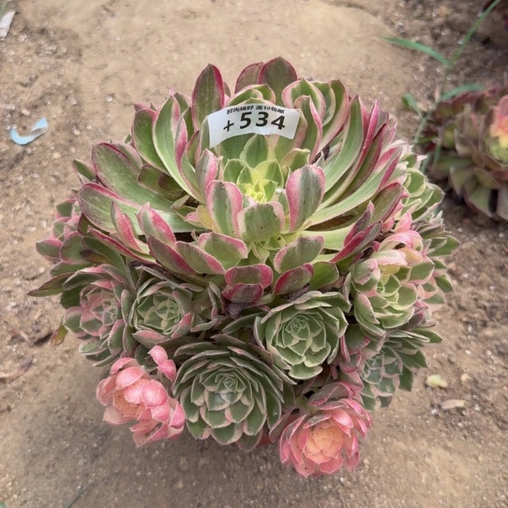 534玉芙蓉多肉植物