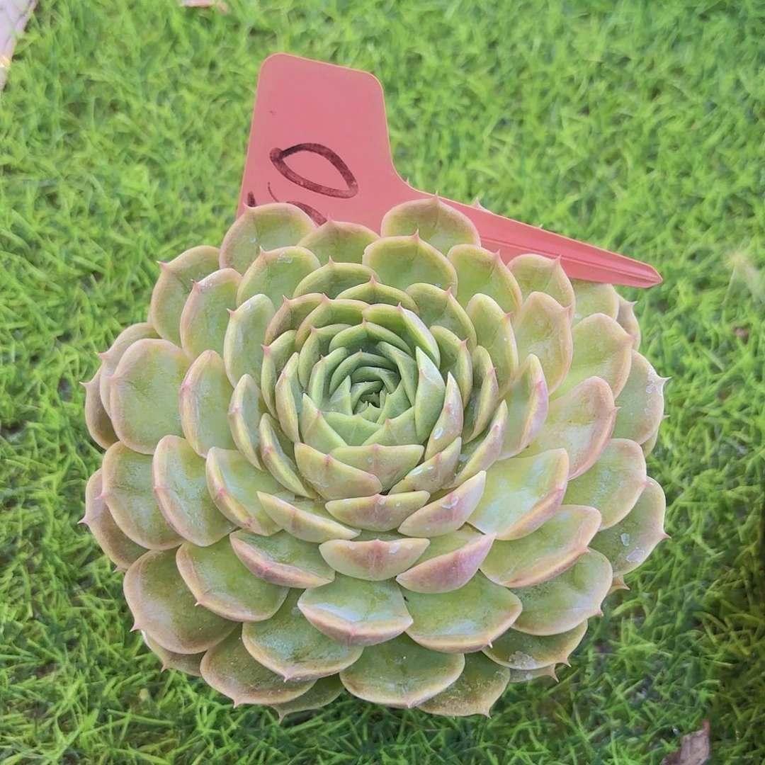 ****好云南金致家精品多肉