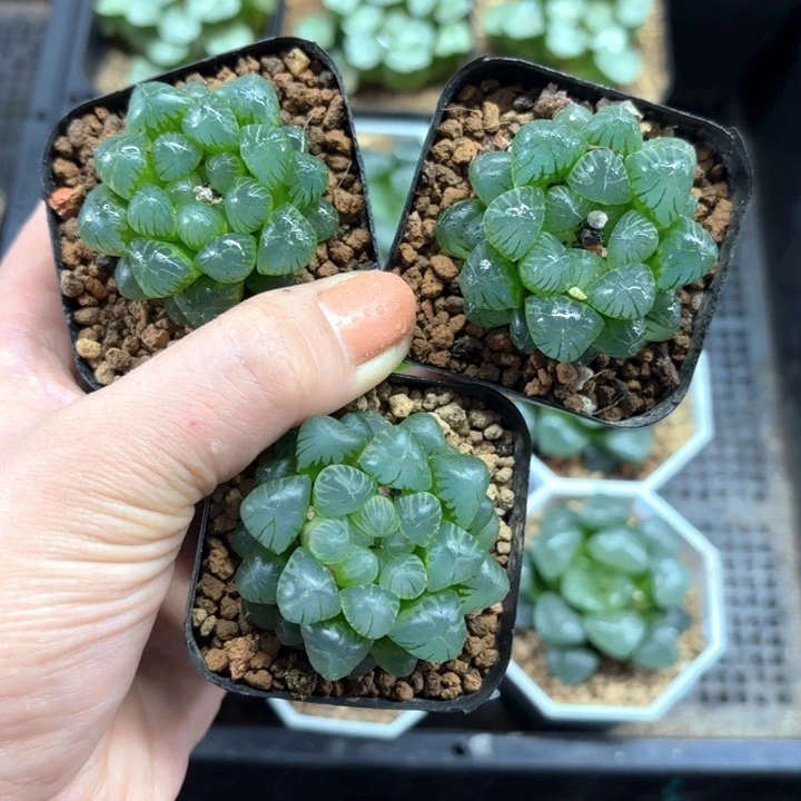 三颗糯姬玉露多肉植物