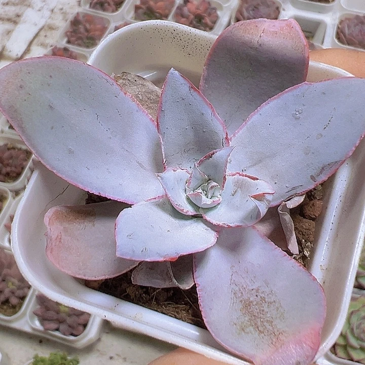 广寒宫19包邮多肉植物