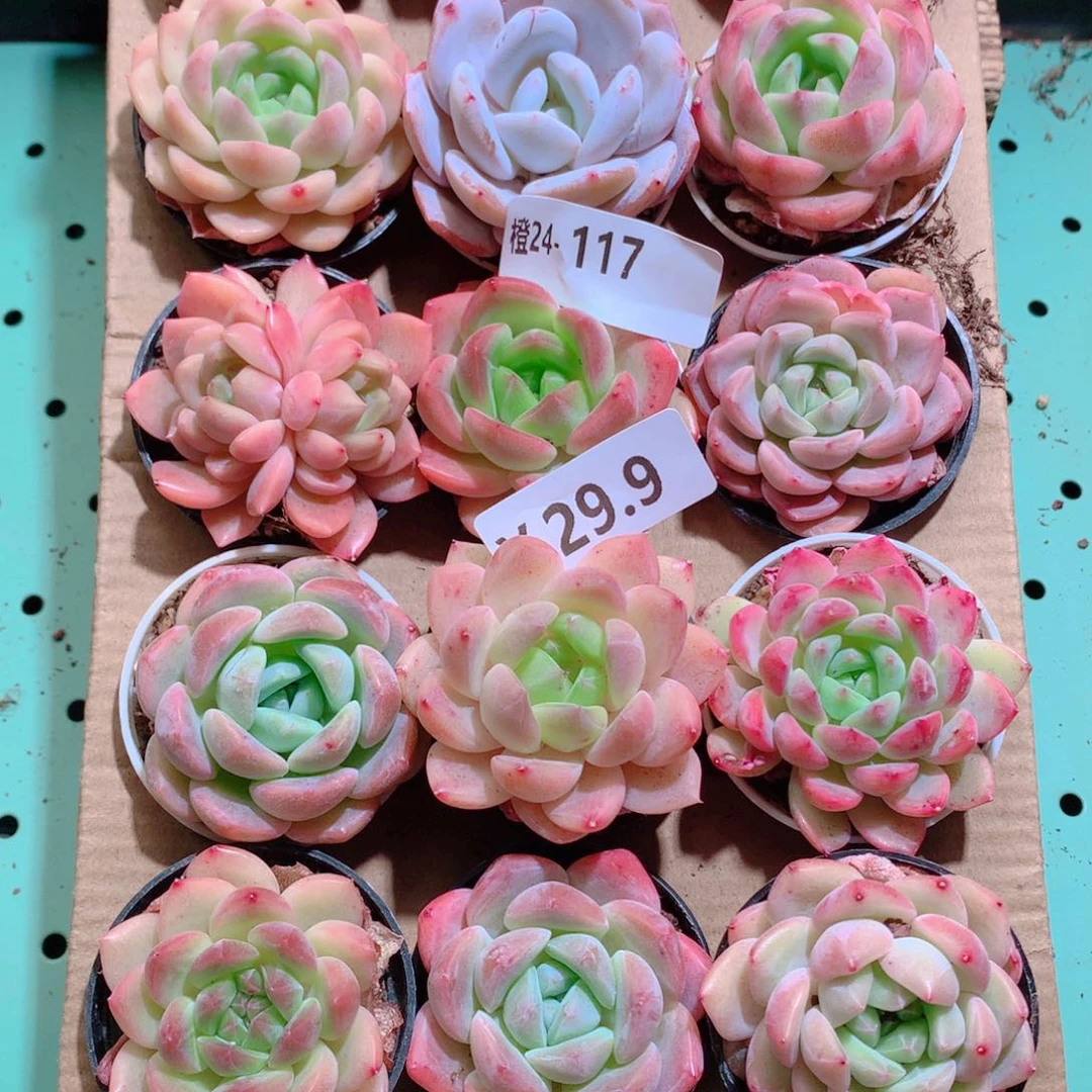 24-117一物一拍带盆18颗