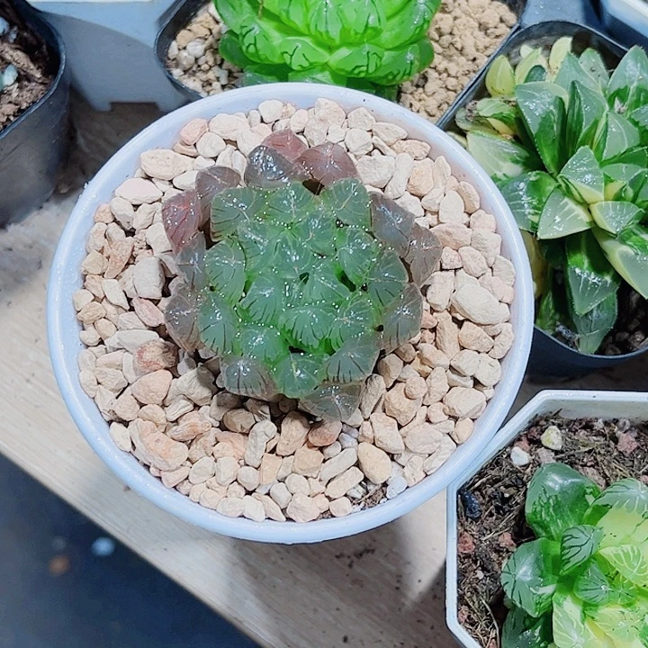 实生雨露新手好养的