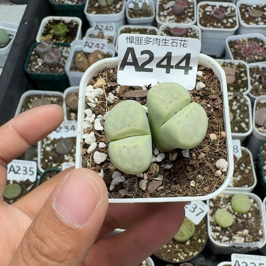 244多肉植物多肉植物