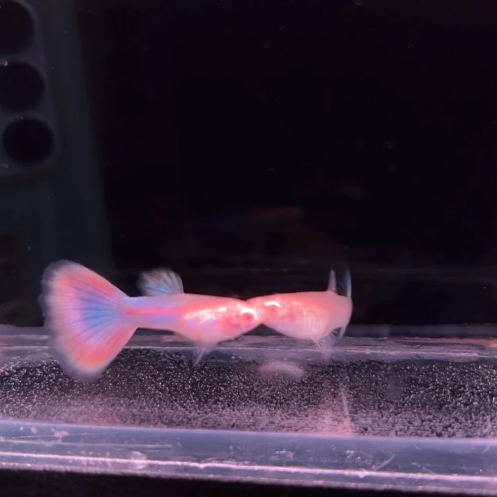 孔雀鱼天使彩虹1对