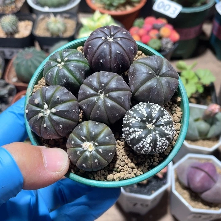 981实生紫皮兜一盆