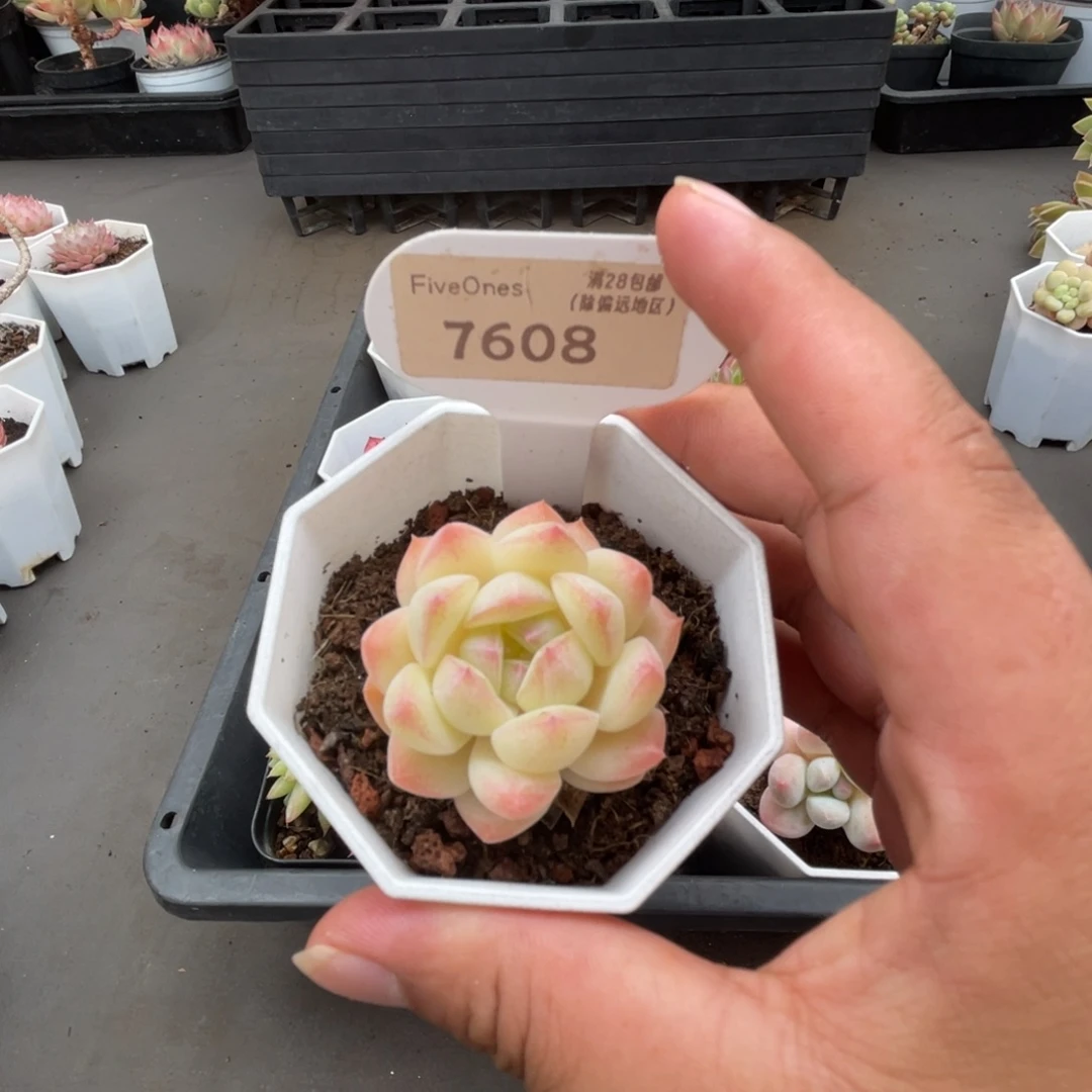 7608白桃汽水4.0厘米