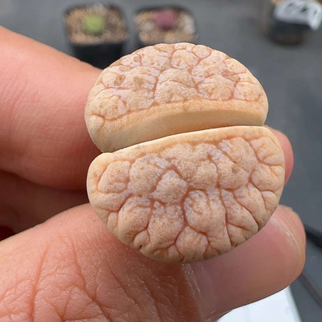 9.27好看的多肉脱土发货911
