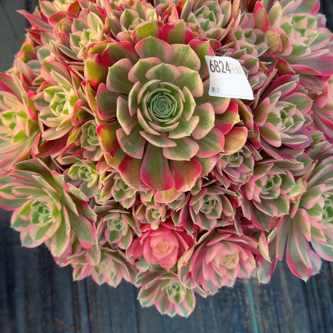 ?**?6824女妖多肉多肉