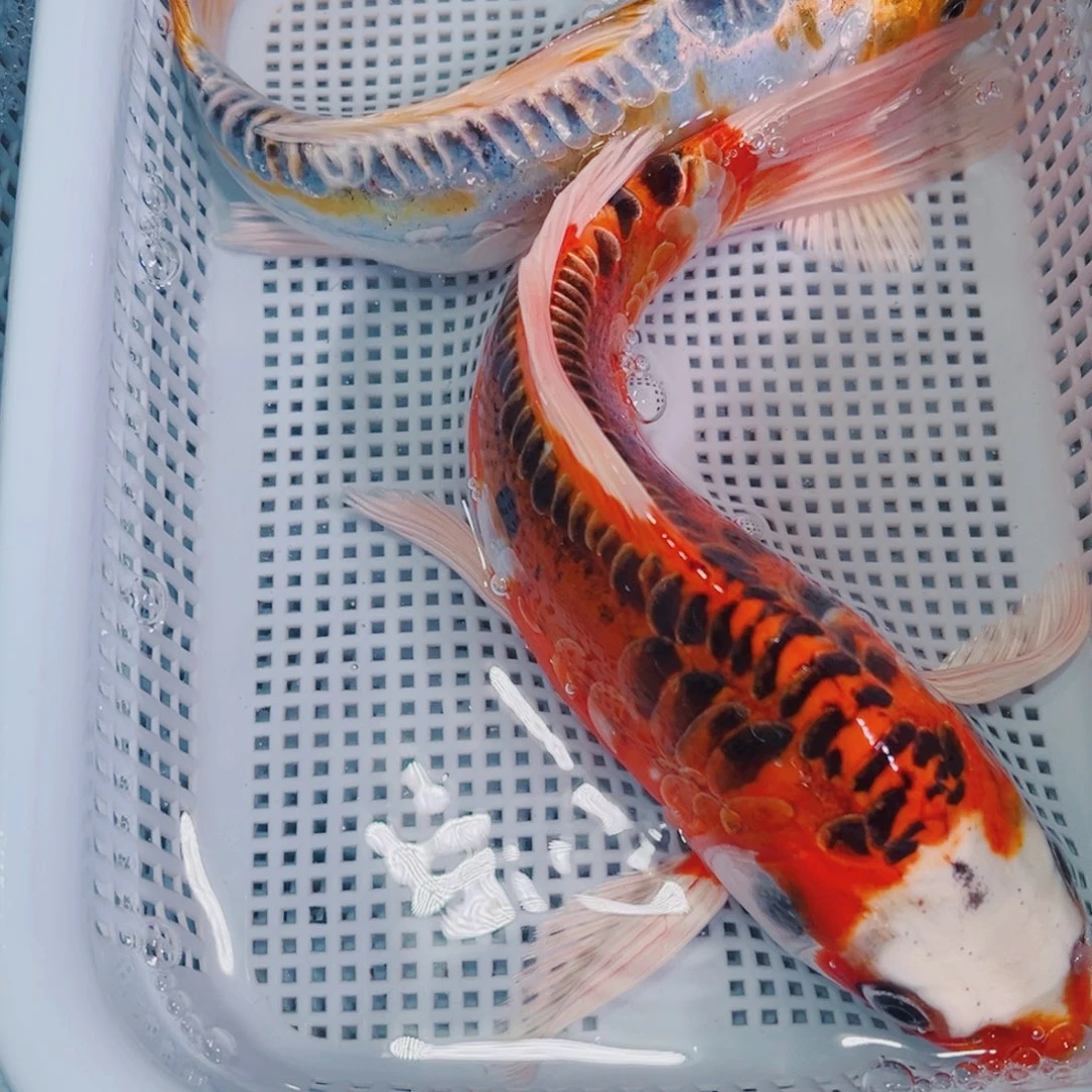 锦鲤锦鲤冷水鱼观赏143