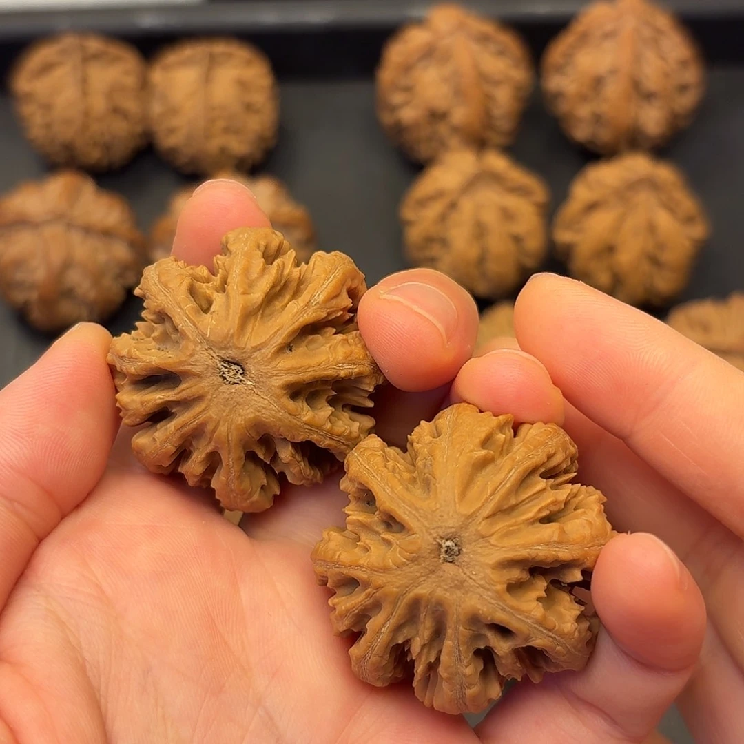 不***明核桃突突突突我来拉