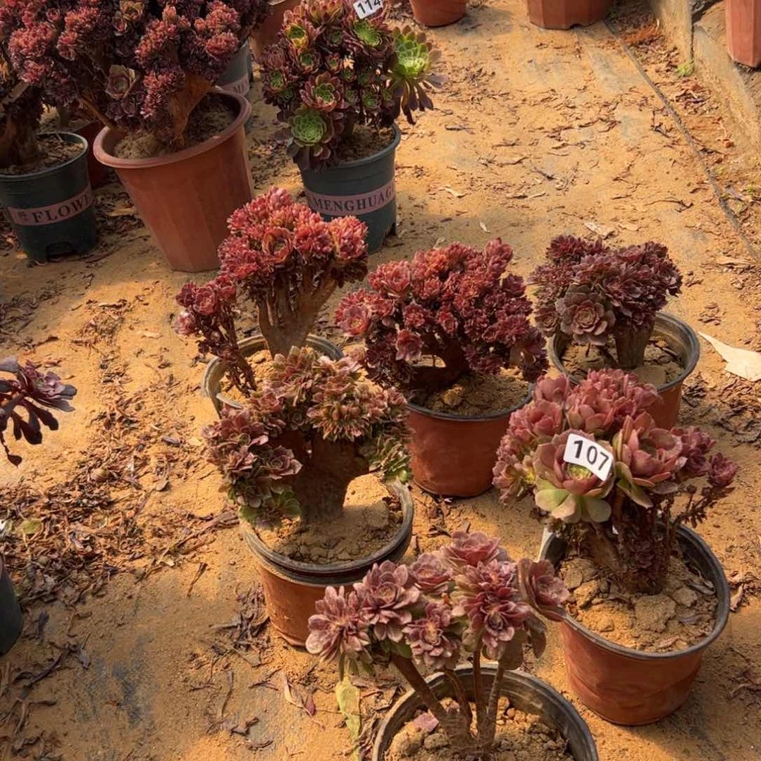 杏*有伤5颗小的107组合